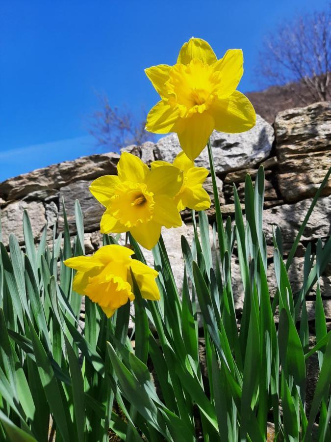 Agriturismo Zertin Gravedona Kültér fotó